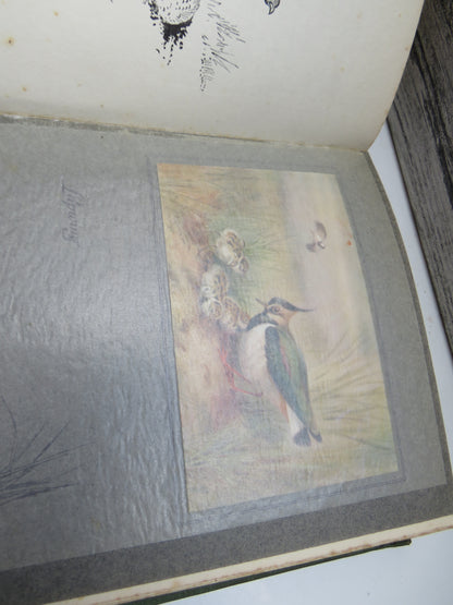 Birds One Should Know Beneficial and Mischievous By The Rev. Canon Theodore Wood 1925