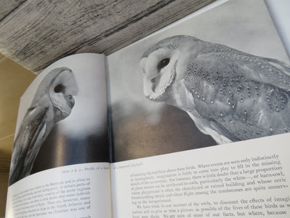 Birds of the Night By Eric J Hosking and Cyril W. Newberry 1945