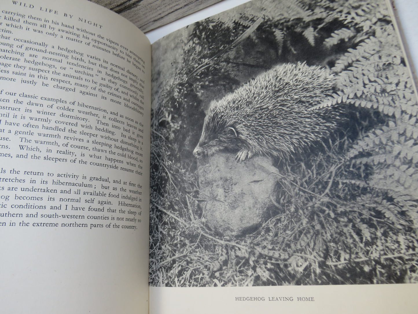 Wild Life By Night By B. Melville Nicholas 1947