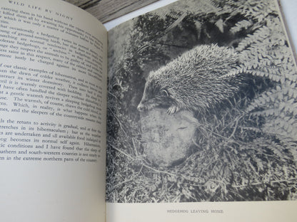 Wild Life By Night By B. Melville Nicholas 1947
