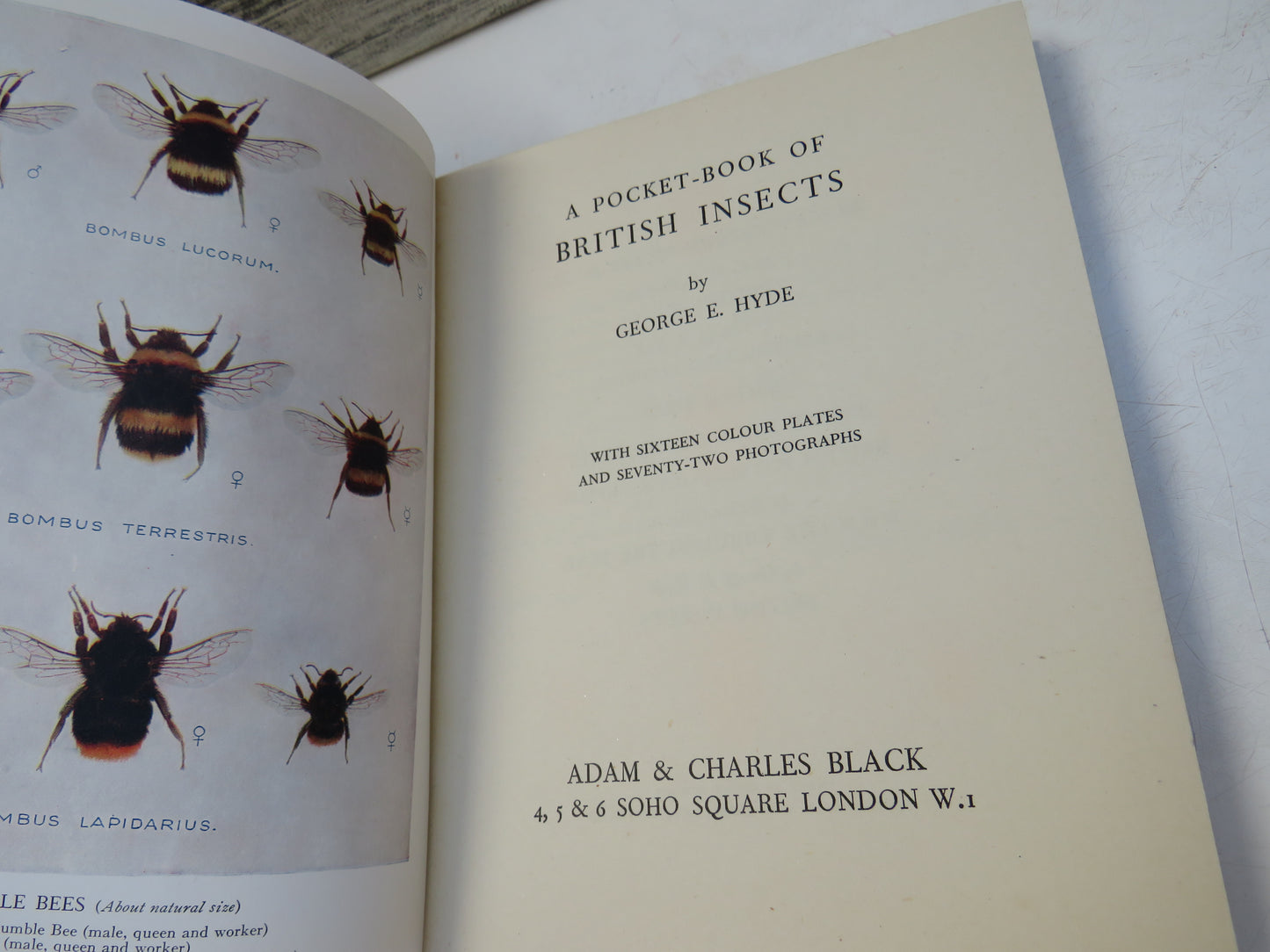 A Pocket-Book of British Insects By George E. Hyde 1949