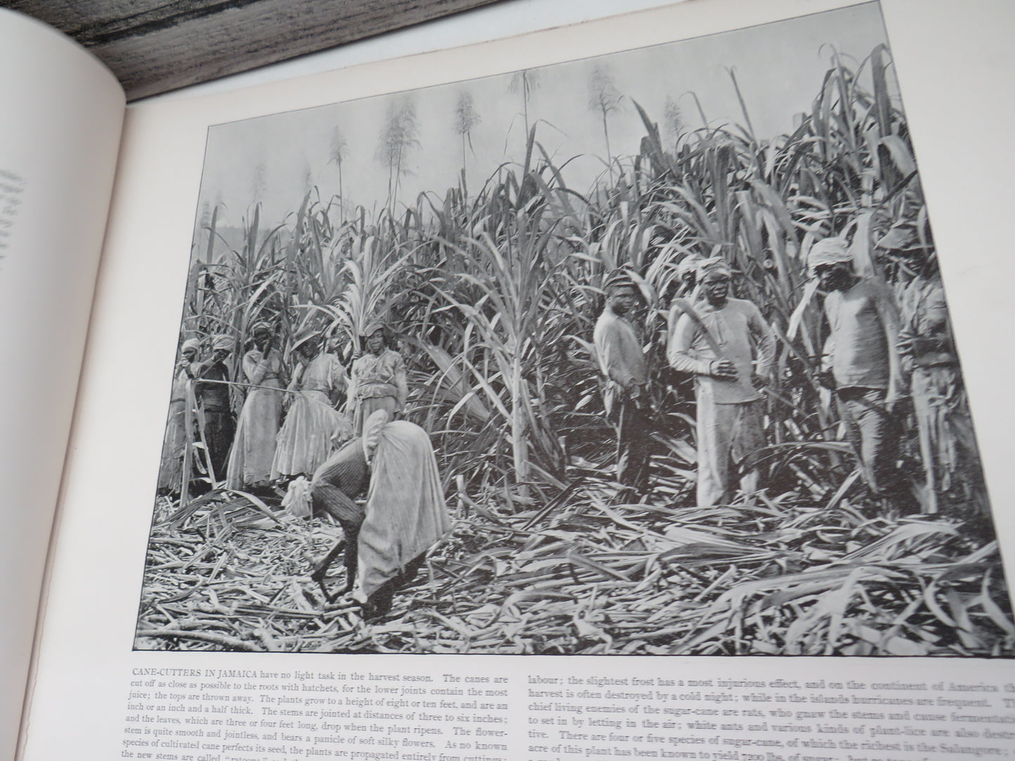 The Royal Collection Of Foreign and Colonial Views photographic reproductions of the most interesting scenes in British colonies and dependencies