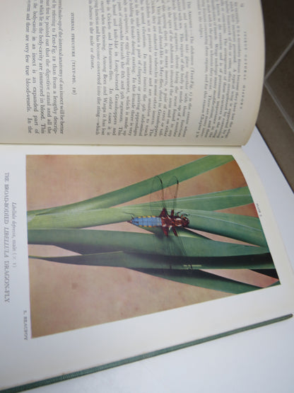 The New Naturalist Insect Natural History By A.D. Imms 1947 1st Edition book image 5