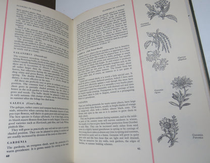 Flowers in Colours by A. G. L. Hellyer, 1955 book image 5