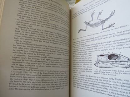 Vertebrate Paleontology by Alfred Sherwood Romer 1936 2nd Impression book image 6