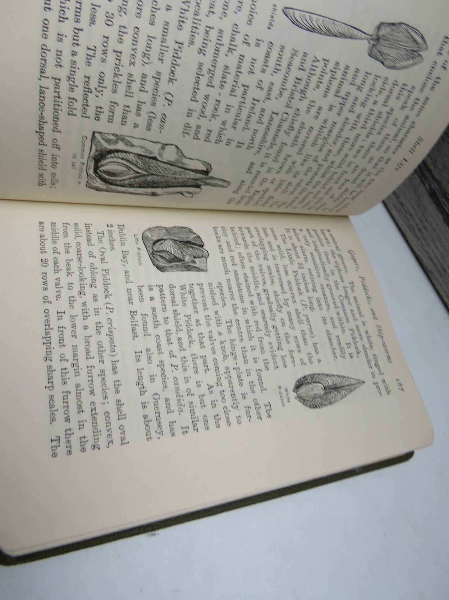 Shell Life, An Introduction to the British Mollusca by Edward Step 1955