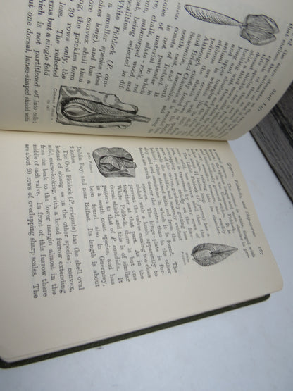 Shell Life, An Introduction to the British Mollusca by Edward Step 1955 book image 6