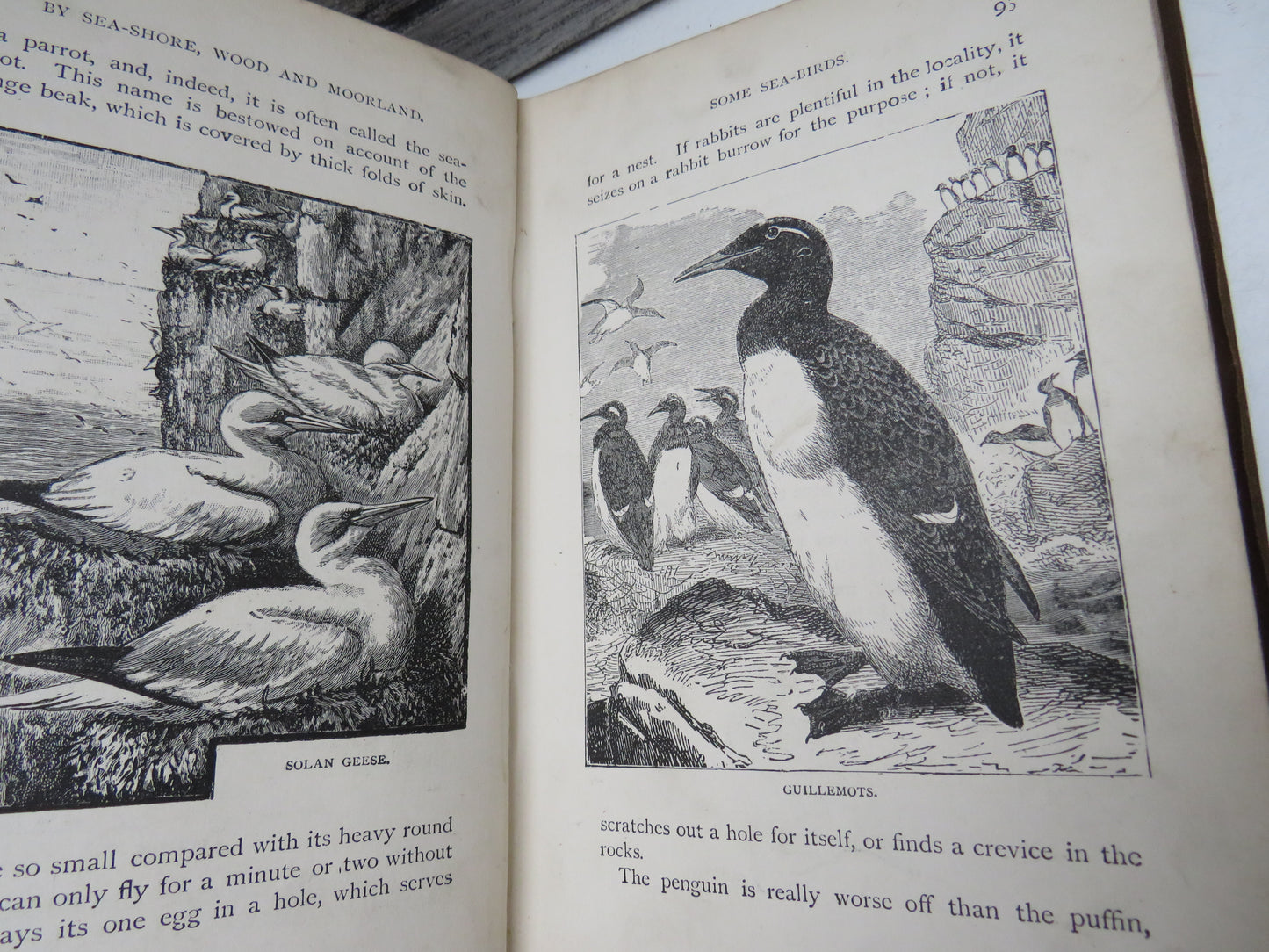 By Sea-Shore, Wood and Moorland Peeps At Nature By Edward Step