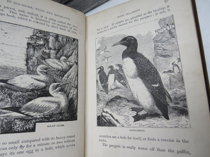 By Sea-Shore, Wood and Moorland Peeps At Nature By Edward Step