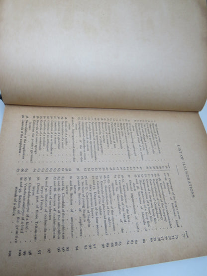 The Evolution of Man A Popular Scientific Study By Ernst Haeckel Vol I 1918 book image 4