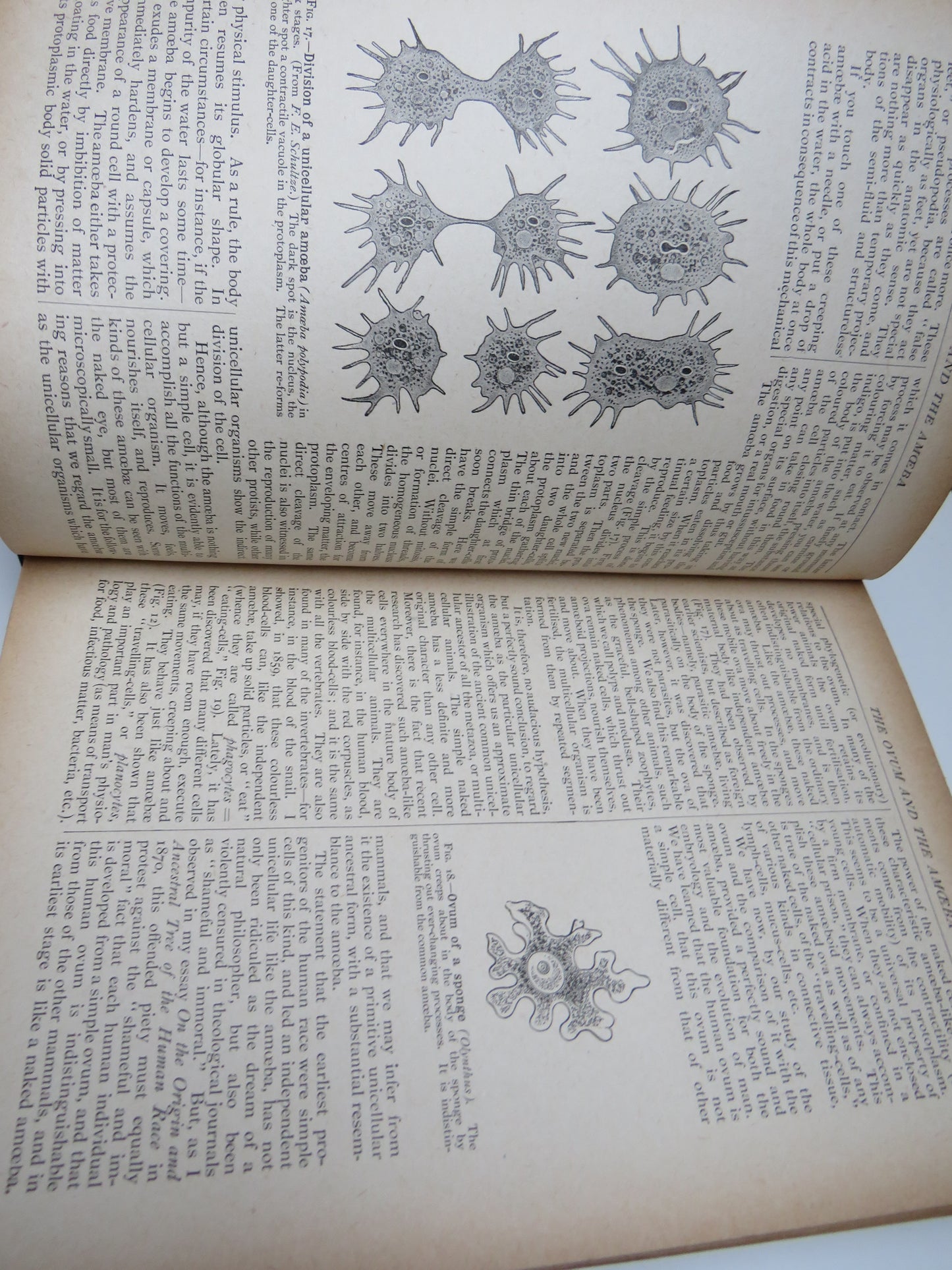 The Evolution of Man A Popular Scientific Study By Ernst Haeckel Vol I 1918