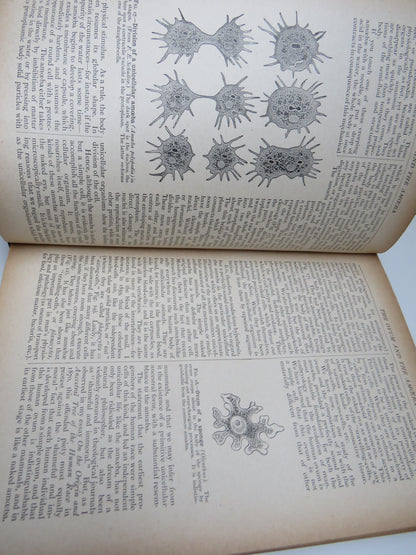 The Evolution of Man A Popular Scientific Study By Ernst Haeckel Vol I 1918 book image 5