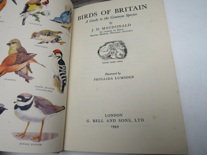 Birds of Britain A Guide To The Common Species By J.D. MacDonald 1949