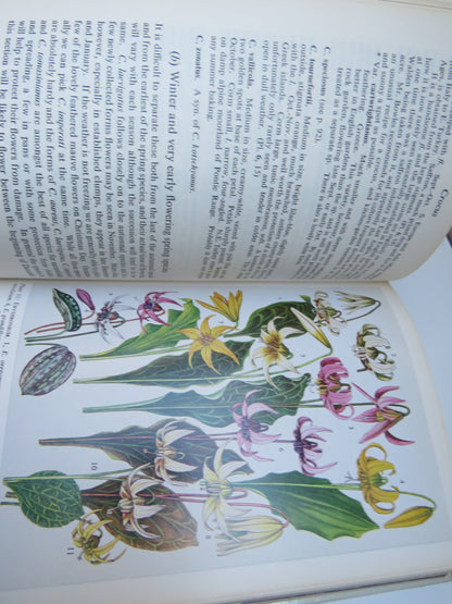 Collins Guide To Bulbs By Patrick M. Synge V.M.H 1971 book image 6