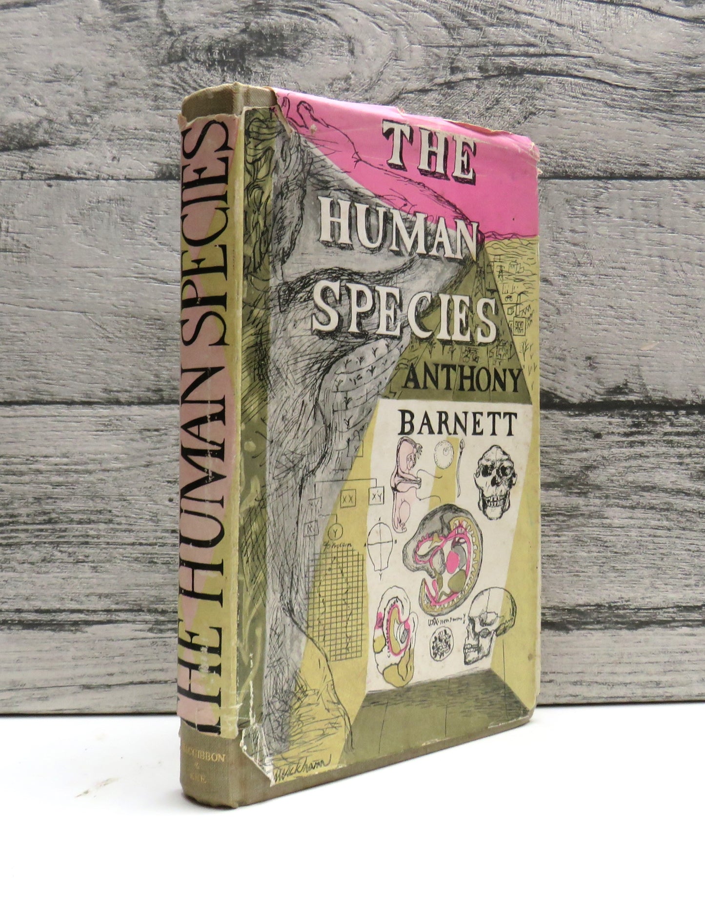 The Human Species A Biology of Man By Anthony Barnett 1950