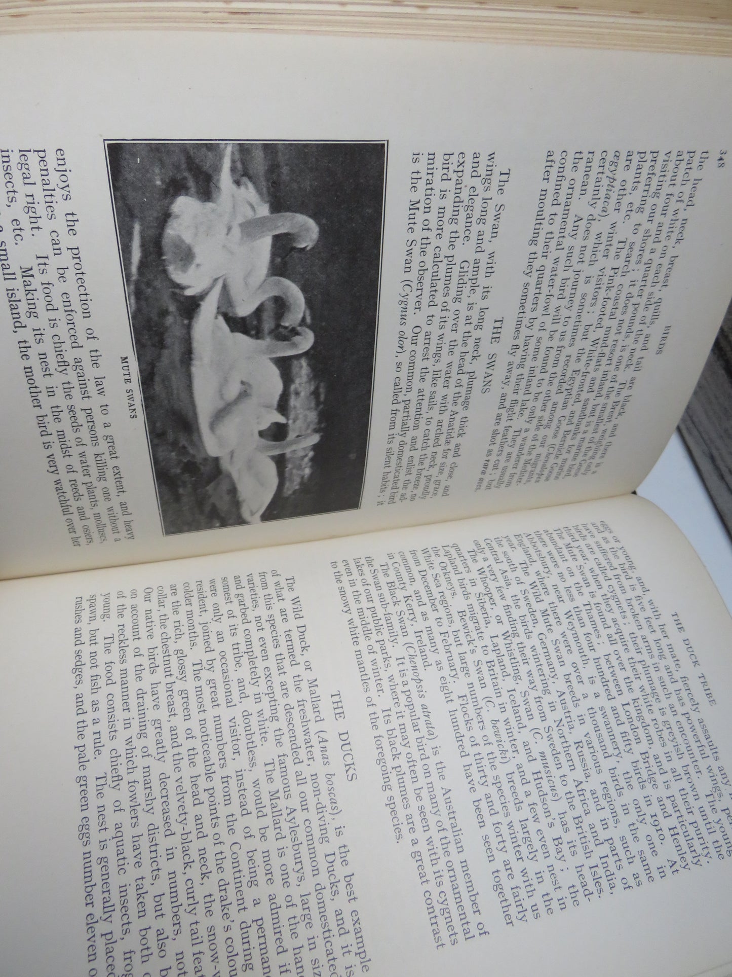 New Illustrated Natural History of the World By Ernest Protheroe