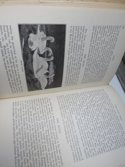 New Illustrated Natural History of the World By Ernest Protheroe book image 5