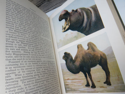 New Illustrated Natural History of the World By Ernest Protheroe book image 7