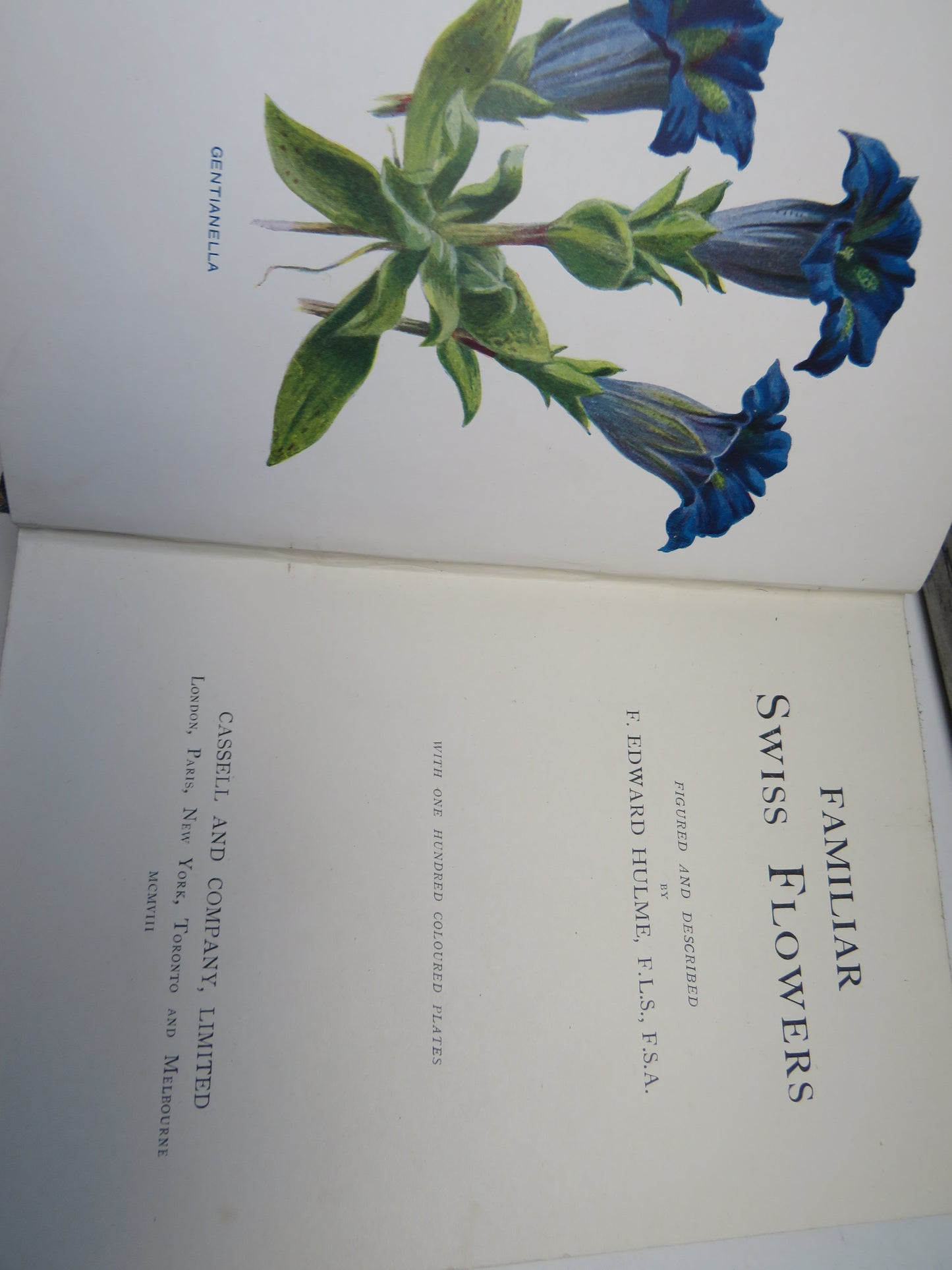 Familiar Swiss Flowers Figured and Described By F. Edward Hulme 1908