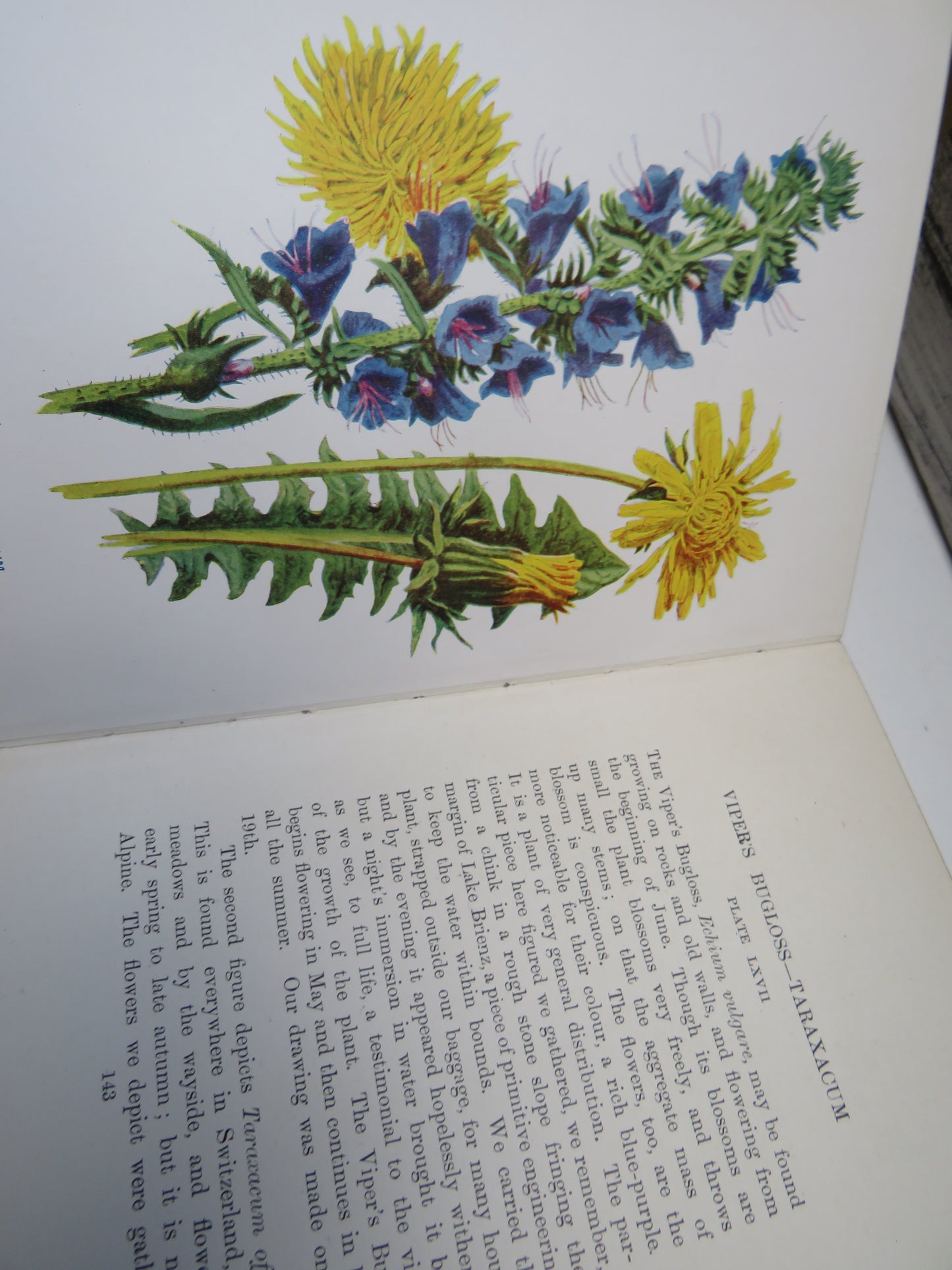 Familiar Swiss Flowers Figured and Described By F. Edward Hulme 1908