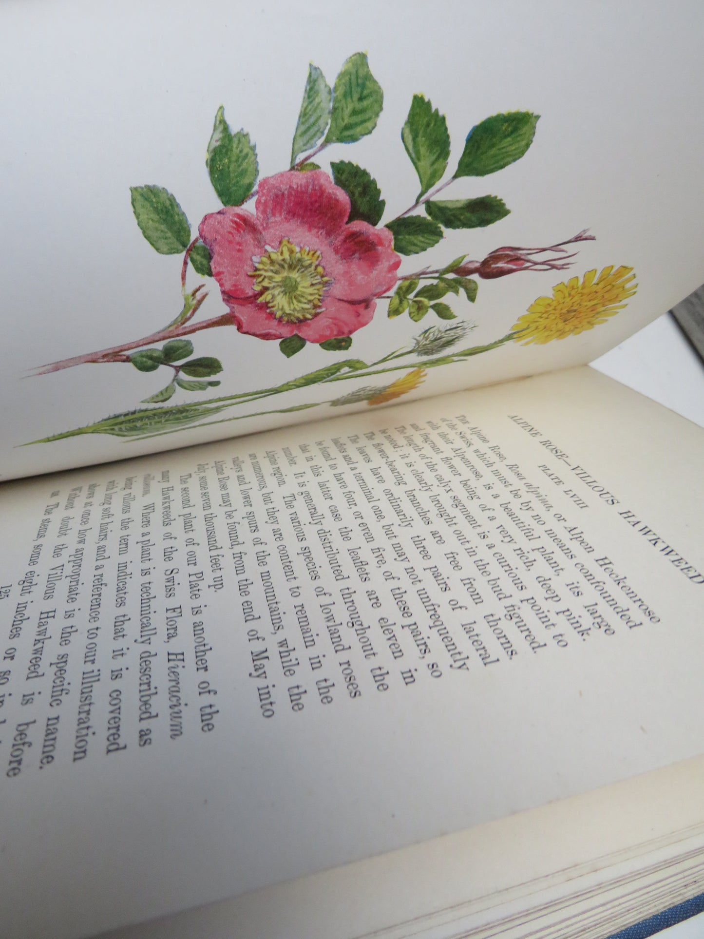 Familiar Swiss Flowers Figured and Described By F. Edward Hulme 1908