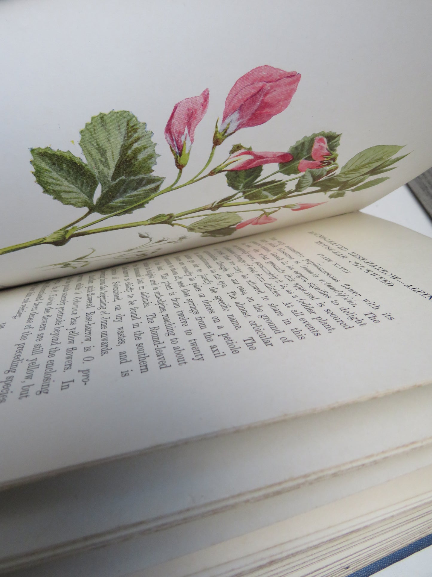 Familiar Swiss Flowers Figured and Described By F. Edward Hulme 1908