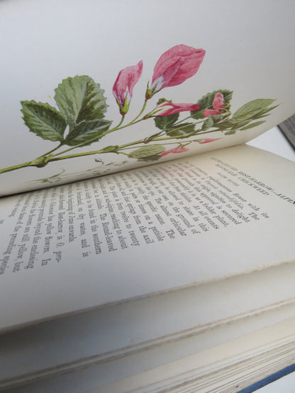 Familiar Swiss Flowers Figured and Described By F. Edward Hulme 1908 book image 7
