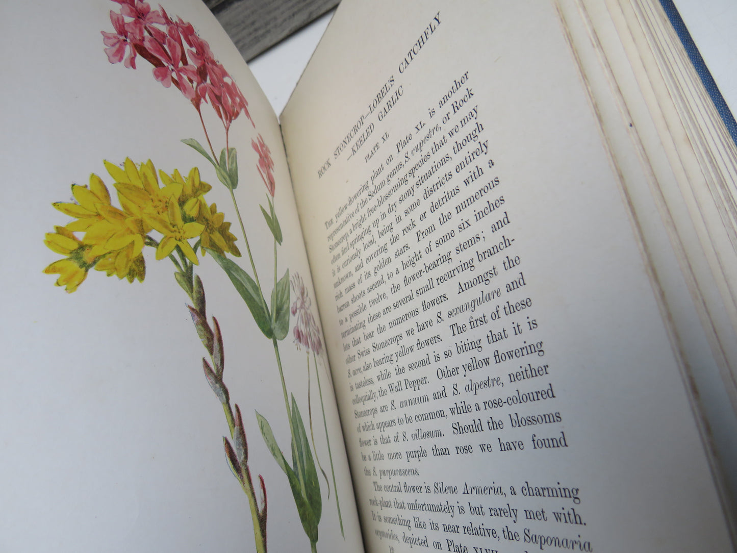 Familiar Swiss Flowers Figured and Described By F. Edward Hulme 1908