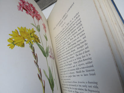 Familiar Swiss Flowers Figured and Described By F. Edward Hulme 1908 book image 8