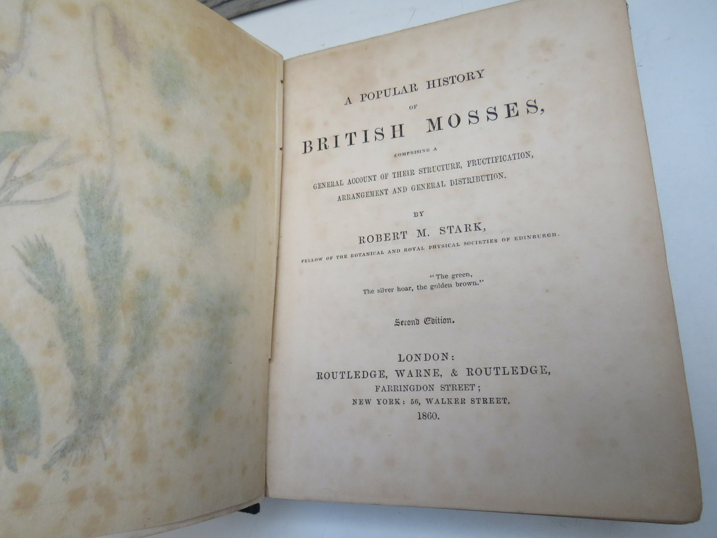 A Popular History of British Mosses By Robert M. Stark 1860