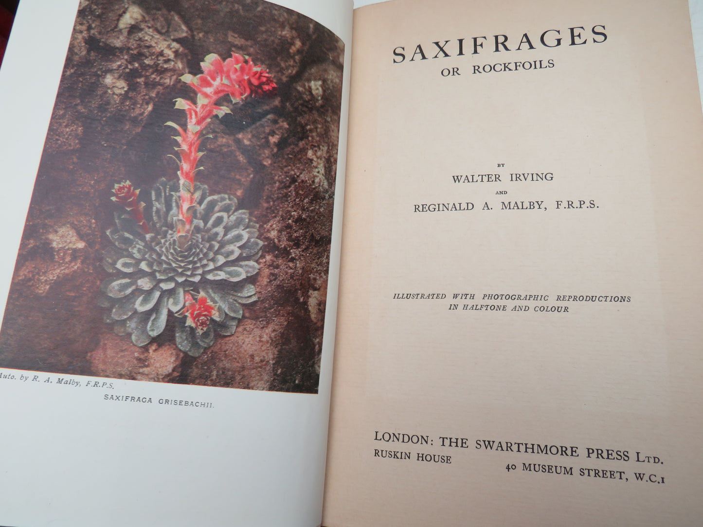 Saxifrages or Rockfoils By Walter Irving and Reginald A. Malby