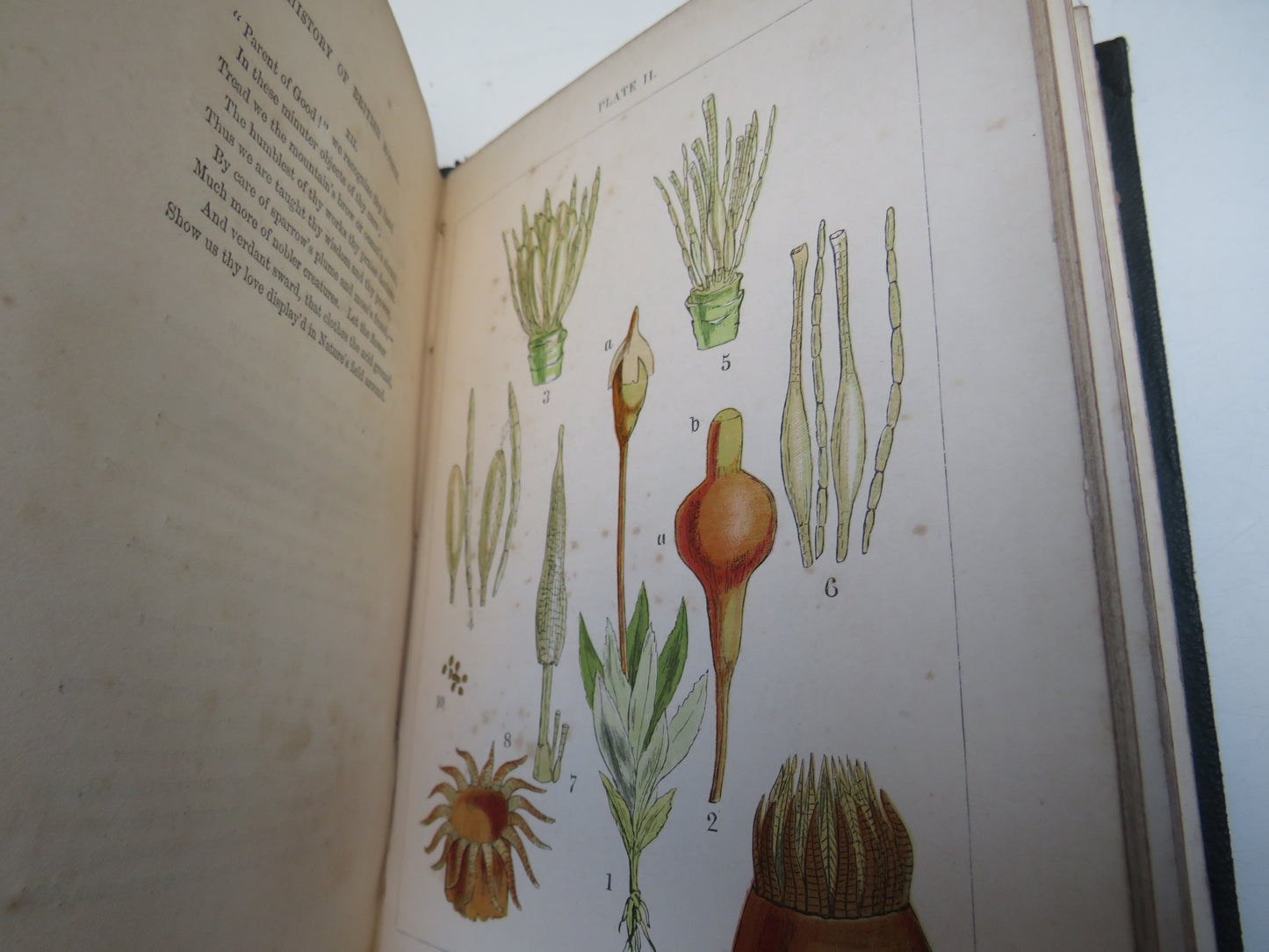 A Popular History of British Mosses By Robert M. Stark 1860