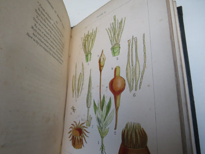 A Popular History of British Mosses By Robert M. Stark 1860 book image 7