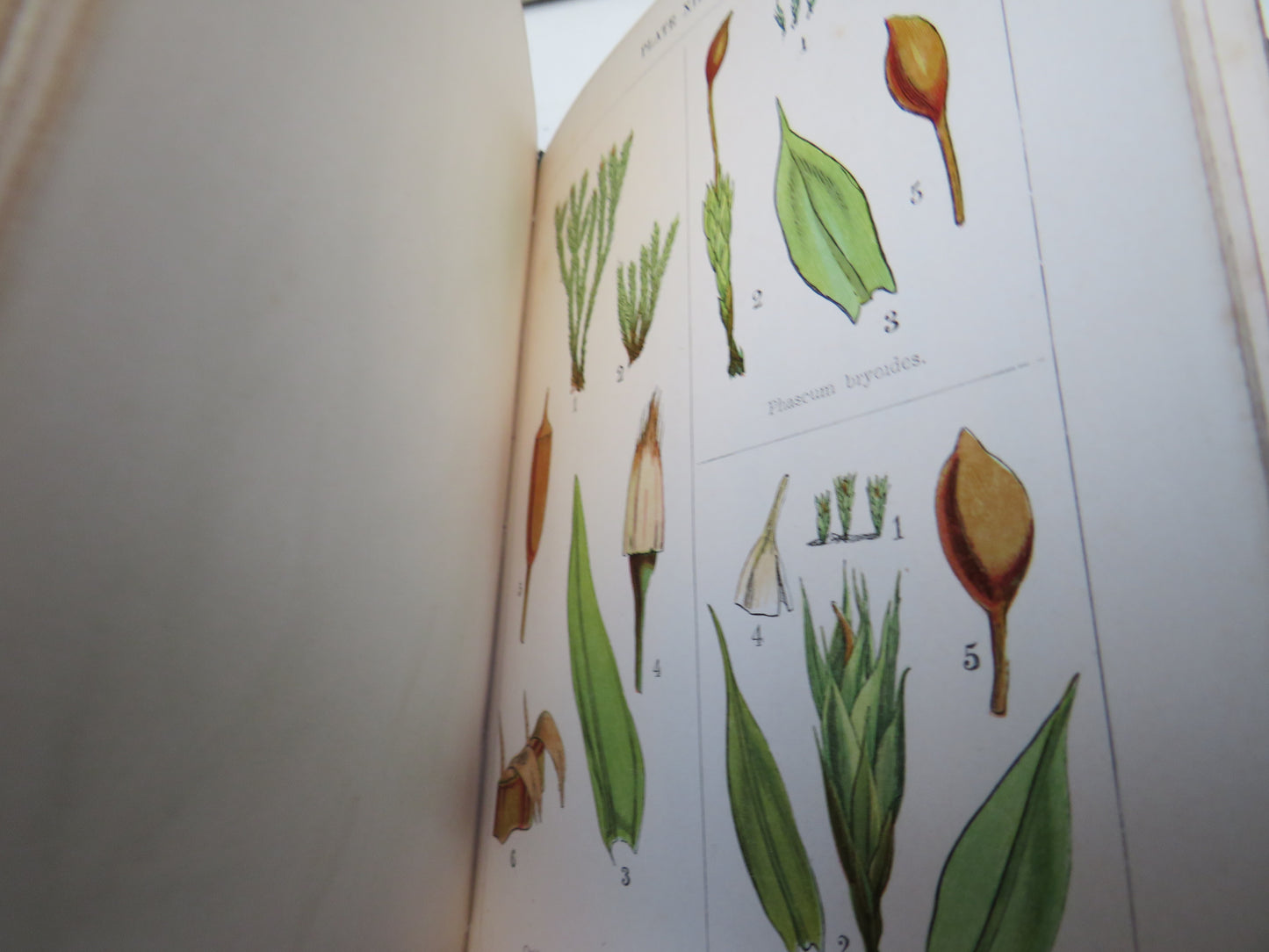 A Popular History of British Mosses By Robert M. Stark 1860