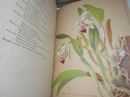 Orchids, The Royal Family of Plants with Illustrations from Nature by Harriet Stewart Miner, 1885 book image 7