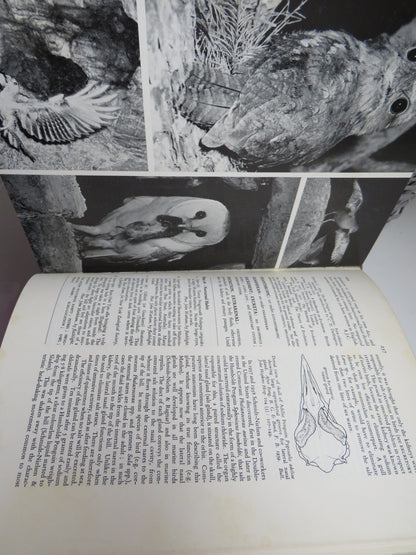 A New Dictionary of Birds, Sir A. Landsborough Thomson, 1965 book image 6