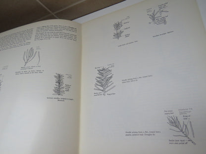 Know Your Conifers by Herbert L. Edlin, Forestry Commission Booklet No. 15, 1971 book image 5