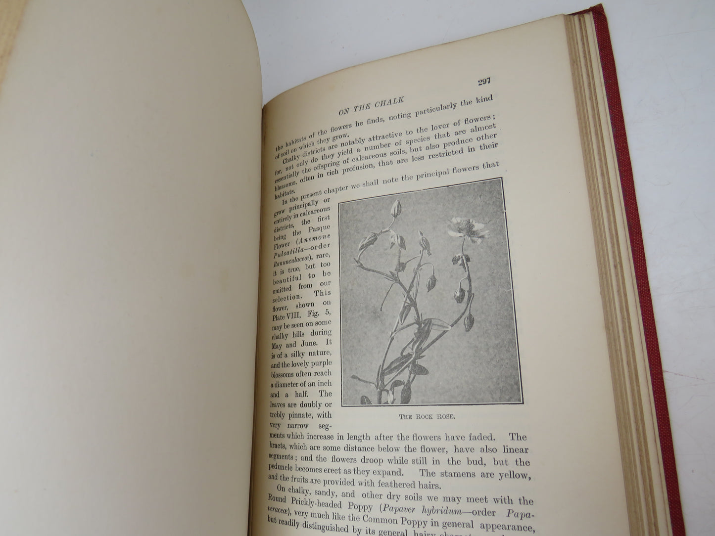 Field and Woodland Plants by W. S. Furneaux, 1926