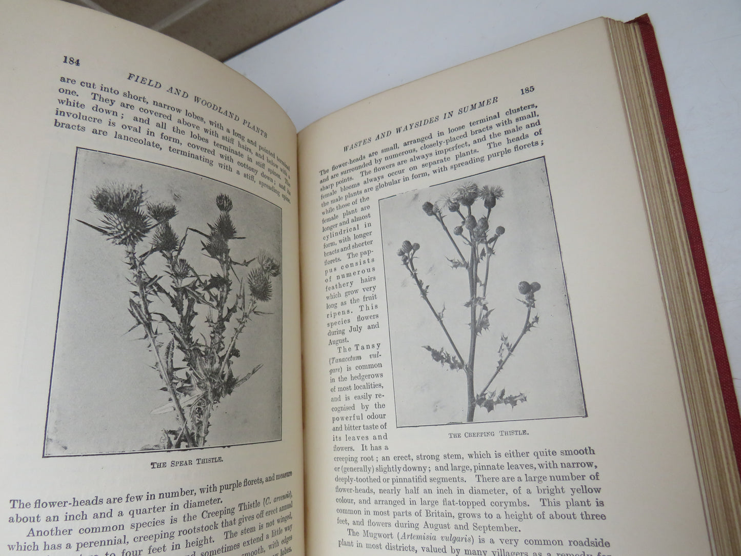Field and Woodland Plants by W. S. Furneaux, 1926