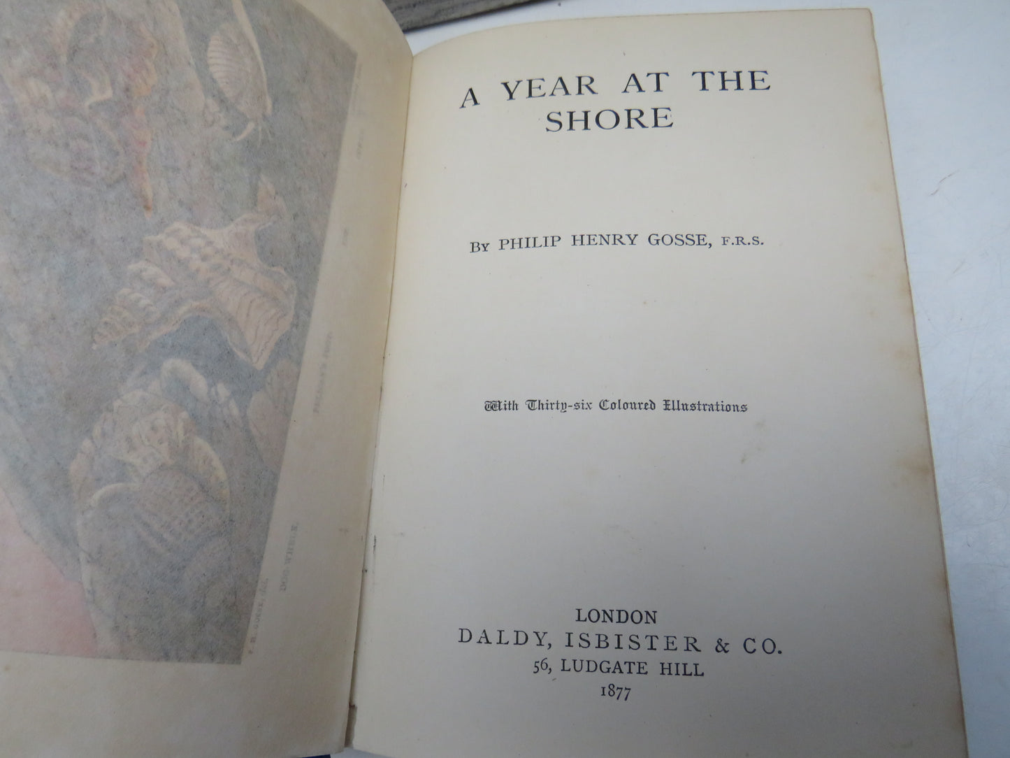 A Year At The Shore By Philip Henry Gosse 1877