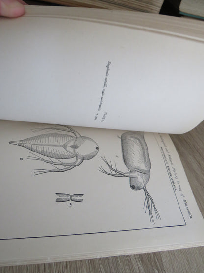 The Geological and Natural History Survey of Minnesota The Seventh Annual Report For The Year 1878 book image 6