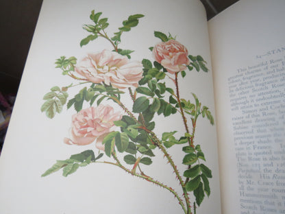 The Genus Rosa by Ellen Willmott, Vol I-II, 1914, Rare Antique Books book image 6