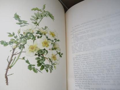 The Genus Rosa by Ellen Willmott, Vol I-II, 1914, Rare Antique Books book image 7