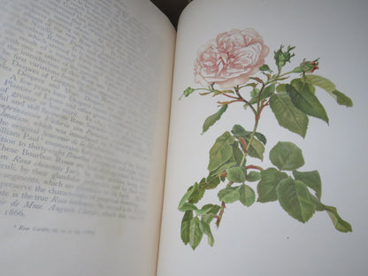 The Genus Rosa by Ellen Willmott, Vol I-II, 1914, Rare Antique Books book image 8
