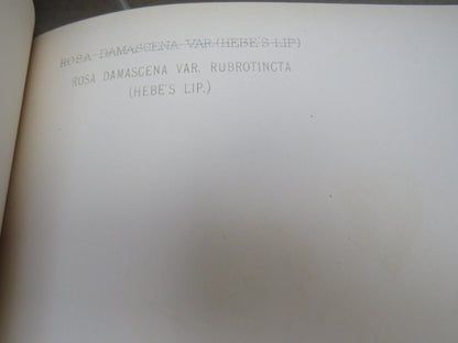 The Genus Rosa by Ellen Willmott, Vol I-II, 1914, Rare Antique Books book image 9
