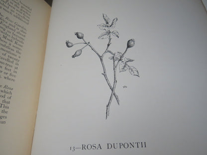 The Genus Rosa by Ellen Willmott, Vol I-II, 1914, Rare Antique Books book image 13