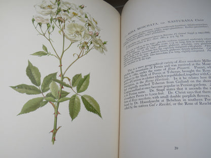 The Genus Rosa by Ellen Willmott, Vol I-II, 1914, Rare Antique Books book image 14