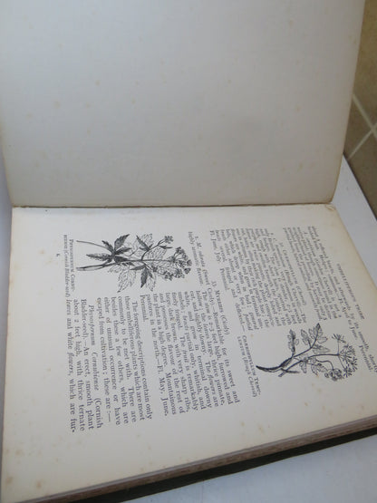 Flowers Of The Field by Rev. C. A. Johns, 1908, Antique Botanical Book book image 6