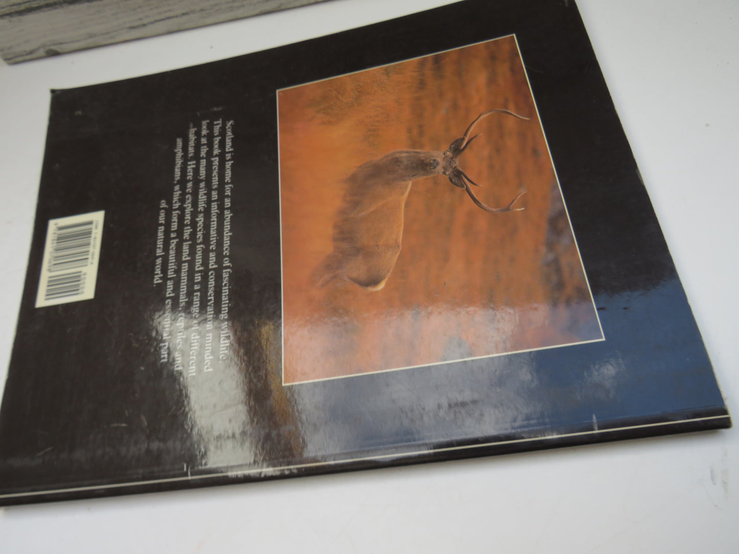 Scottish Wildlife Animals By Ray Collier