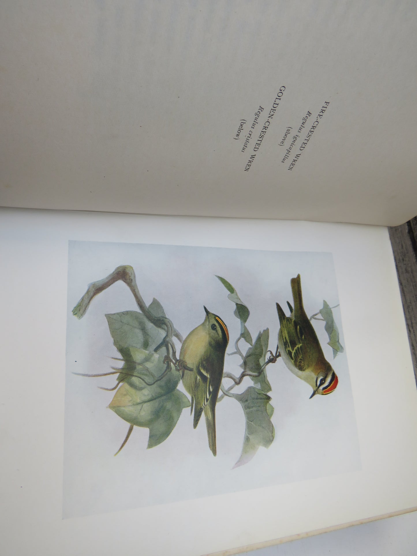 Birds of Britain by J. Lewis Bonhote, 1907